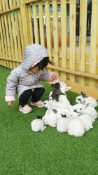 -萌宠亲子动物乐园(槐房万达店)