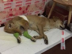 -畜牧兽医站(共江路店)