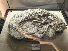 -辽宁古生物博物馆