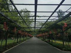 -东平国家森林公园