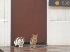 -前小桔亲子创意农场·草莓采摘·露营烧烤