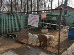 -1982农场