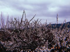 -香雪海