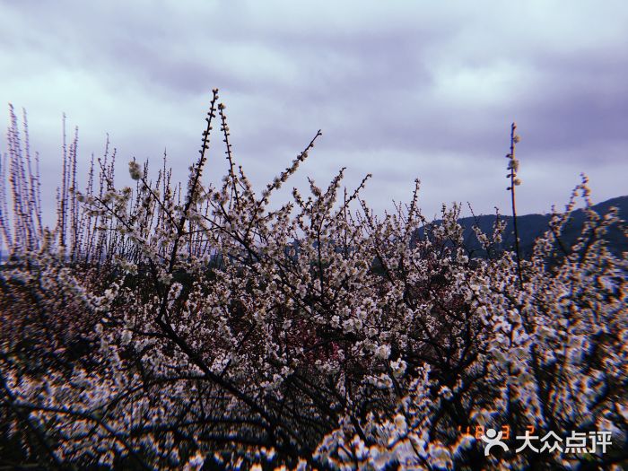 香雪海圖片