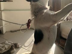 -平行世界·猫咖(首经贸店)