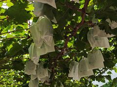 -马陆小张葡萄园农家乐