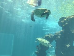 -海棠湾洲际-涛·海底餐厅·美人鱼·自助餐·海底隧道