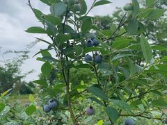 -金谷域澳洲庄园