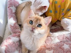 -猫腻·猫咖·撸猫馆(星光大道店)