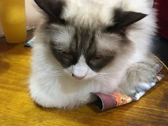 -李小姐の猫咖啡馆(五角场店)