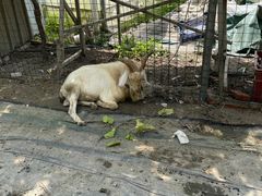 -马陆小张葡萄园农家乐