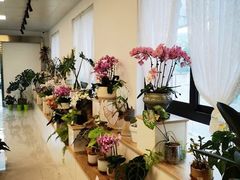 -上海鲜花港