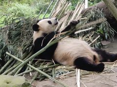 -都江堰中华大熊猫苑