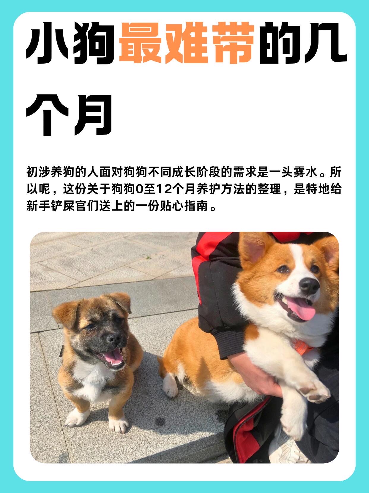 如何判断幼犬几个月了图片