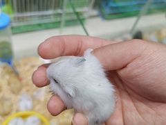 -万商花鸟市场