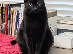 -艾贝尔宠物医院·24H转诊中心·肿瘤猫专科(江宁双龙店)