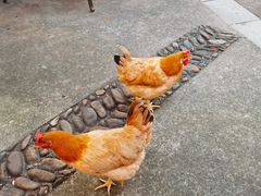 -临江宴餐厅·野生鱼·山里菜(富春江店)