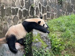-都江堰中华大熊猫苑
