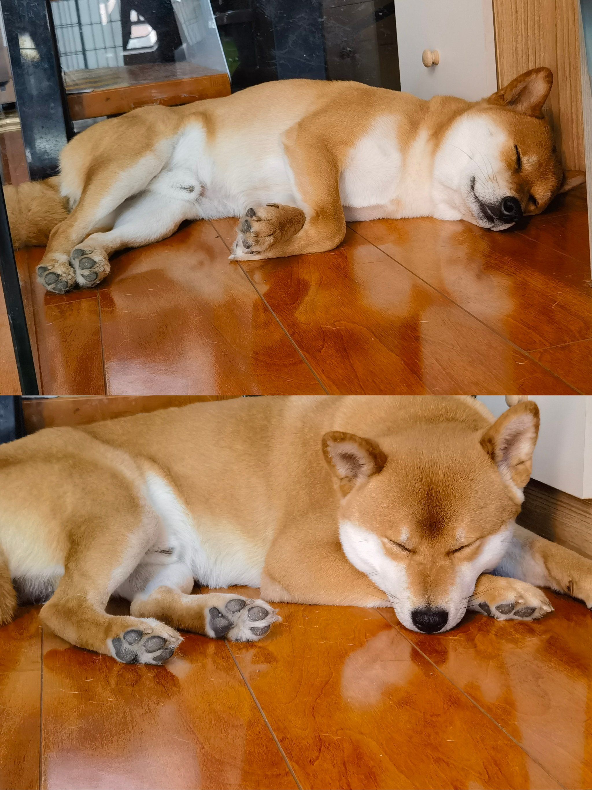 计划#家有萌宠#友好握爪计划@点小宠@点小评#狗狗睡觉#柴犬睡觉姿势