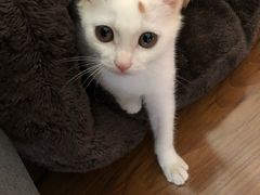 -宠爱国际动物医院·消化内科·心肾内科·ISFM猫友好(望京店)