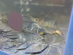 -白仁仔· 活烤海鲜 宵夜(豫园店)