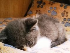 -BABIT巴比特宠物(MOMOPARK店)