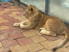 -大连森林动物园