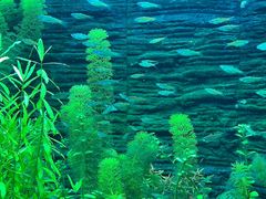 -上海海洋水族馆