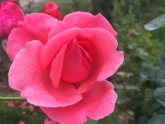 -都江堰玫瑰花溪谷