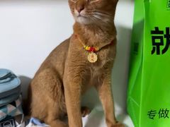 -欣宠猫屋·矮脚拿破仑·蓝金金渐层