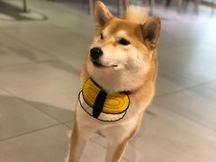 -柴务处·柴犬主题狗咖