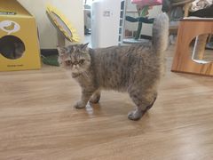 -滚猫咖啡·猫咖·猫友好撸猫(未来城店)