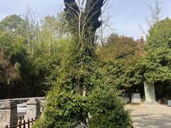 -习家池