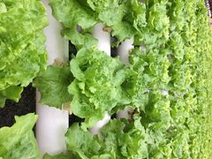 iphone_upload_pic-上海都市菜园