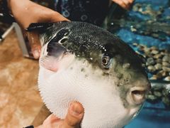 -天正河鲀·河豚亭(大连店)