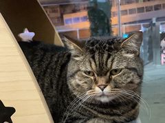 -伟伟宠物医院·瑞派猫友好医院·猫科(光谷店)