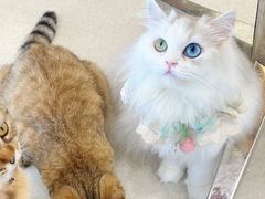 -共舞时光猫咖·狗咖(新街口店)