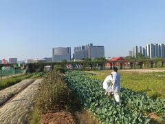 -光明小镇欢乐田园