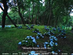 -上海共青森林公园