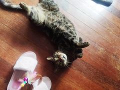 -东方名猫馆·英短金渐层布偶猫舍(环线广场1号楼店)