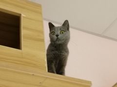 -三花喵·撸猫购宠·宠物生活馆(虹桥南丰城店)