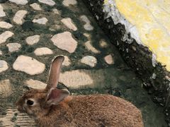 -欢乐松鼠谷