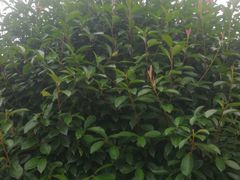 -武汉紫薇都市田园