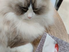 -藏猫猫咖啡主题馆(中央大道店)