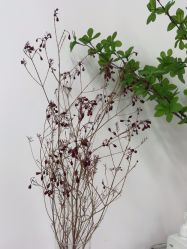 -变美丽半永久纹眉连锁·机器野生眉·洗眉