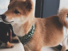 -柴犬小屋·柴餐厅·狗咖食堂(金鼎广场店)