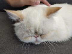 -Heymao猫咖.咖啡厅(东门店)