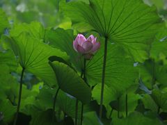 -四川大学(华西校区)