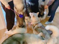 -Husky Go! 哈士奇体验馆·宠物咖啡厅狗咖