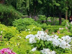 -洛阳市隋唐城遗址植物园